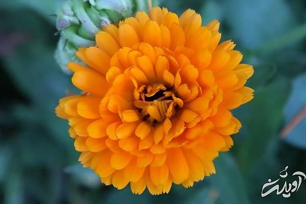 درمان سریع ابله مرغان با گل همیشه بهار گل همیشه بهار